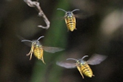 European Wasp (Vespula Germanica)